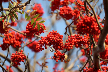 Piękna czerwona jarzębina na jesiennym drzewie. 