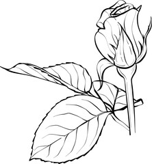A beautiful small rose flower with leaves. Illustration sketch in black and white style. Vector.