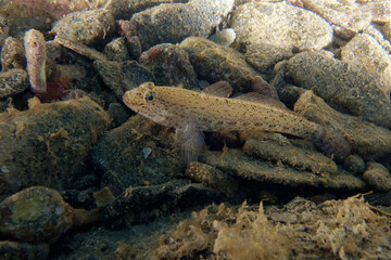 Striped Goby (Gobius incognitus) in Mediterranean Sea
