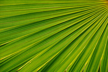 sugar palm leaves texture for background