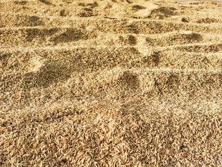 paddy or rice grains on the background yellow jasmine rice for background