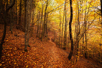 Obraz premium Hiking in a beautiful autumn forest. Wide view inside a fall color autumn. Amazing autumn landscape.