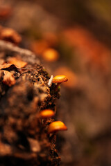 Detail view with tiny small mushrooms growing due to moisture from the trunk of a fallen tree in the middle of the forest.