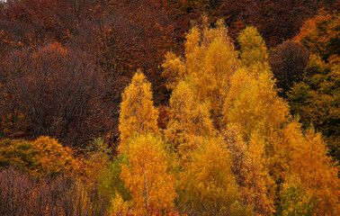 Fototapeta premium Autumn forest from above. Photo with an amazing landscape of a mountain side forest in fall color during a beautiful autumn morning.