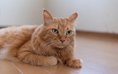 見つめる猫　茶トラ猫