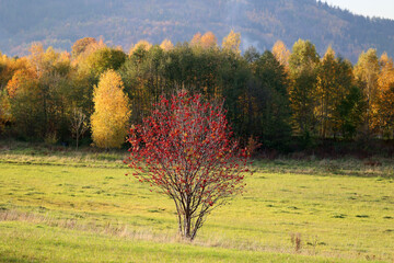 Piękna czerwona jarzębina na jesiennym drzewie.  - obrazy, fototapety, plakaty