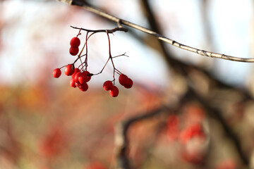 Piękna czerwona jarzębina na jesiennym drzewie.  - obrazy, fototapety, plakaty