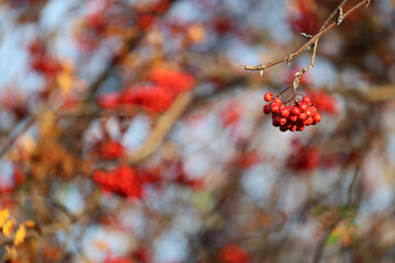 Piękna czerwona jarzębina na jesiennym drzewie. 