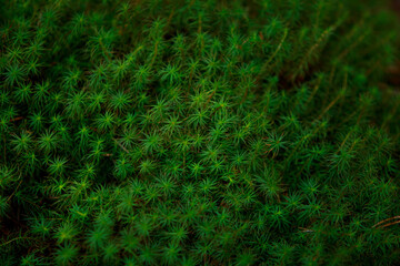 Fototapeta na wymiar green moss background