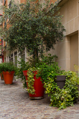 Fototapeta na wymiar Immense pots de jardin en gros plan dans la cour de Paris.