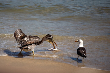 Pelicans and seagulls on the beach in Valparaiso, Chile