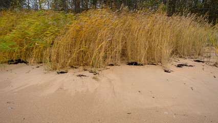 Beautiful sandy beach with reeds and dry grass among the dunes, travel in summer and holidays concept