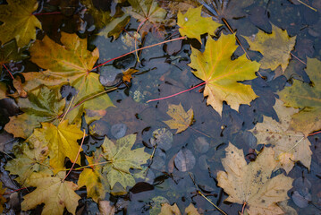 Autumn leaves in a puddle.