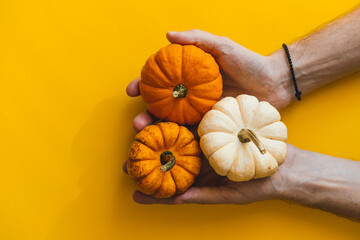 Three small pumpkins in two hands on a yellow background.