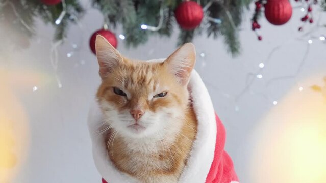 Cute domestic red cat, wearing a Santa Claus.Christmas cat. holiday cat. 4K