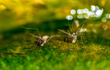 Swarm of mosquitoes on the background of the lake. A flock of mosquitoes near ponds.