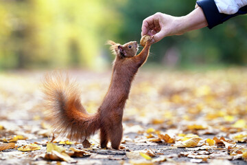 Eichhörnchen füttern - obrazy, fototapety, plakaty