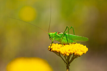 Green grasshopper on a yarrow flower. Large marsh grasshopper, Stethophyma grossum, a critically...