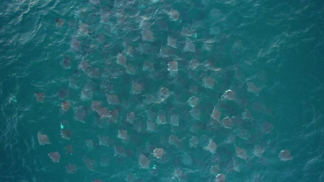 Smooth Tail mobulas jumping in tropical waters on a sunny day - overhead, drone shot