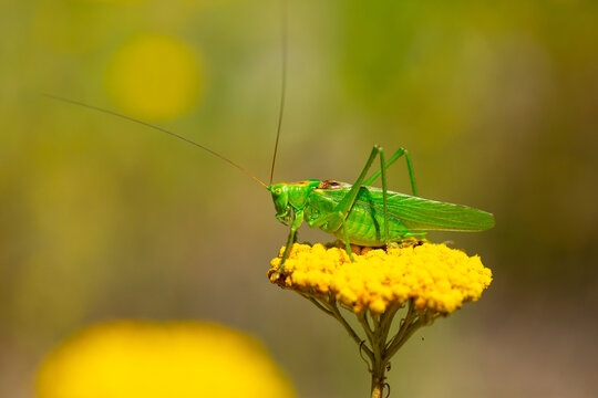 Green grasshopper on a yarrow flower. Large marsh grasshopper, Stethophyma grossum, a critically endangered insect typical of wet grasslands and swamps.