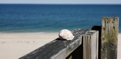 shell on the beach