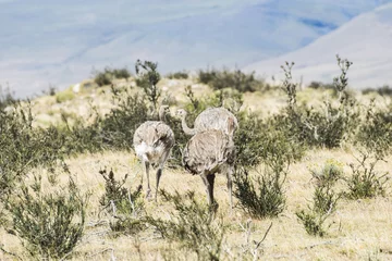 Poster Greater rhea - nandu - birds in grassland pampa near Torres del Paine © Fyle
