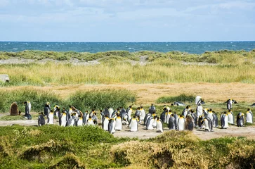 Fototapeten Colony of king penguins at Tierra el Fuego in Chile © Fyle