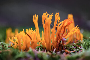Frontview of mushroom Calocera Viscosa