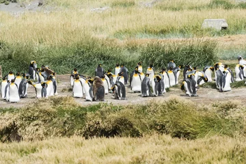 Wandcirkels aluminium Colony of king penguins at Tierra el Fuego in Chile © Fyle