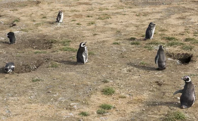 Zelfklevend Fotobehang Colony of  Magellanic penguins on Magdalena island in Chile © Fyle