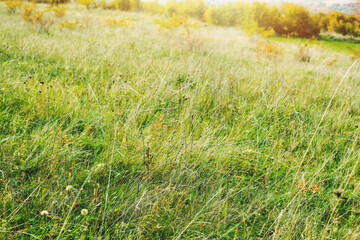 Green meadow during autumn season.Trees in background.