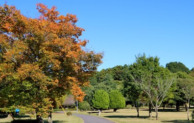 穏やかな秋の日の公園　紅葉　風景