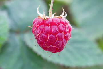 raspberry himbo top (rubus idaeus 