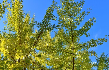 穏やかな秋の日　イチョウの木　風景　栃木