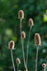 Vertical shot of beautiful wild teasels in the wilderness with green bokeh in the blurred background
