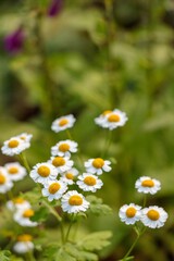 Vertical shot of beautiful white daisies on a blurred background in a lovely green field