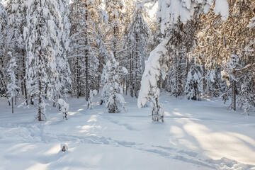 Beautiful winter forest, fir trees covered with snow. Ounasvaara, Rovaniemi, Finland