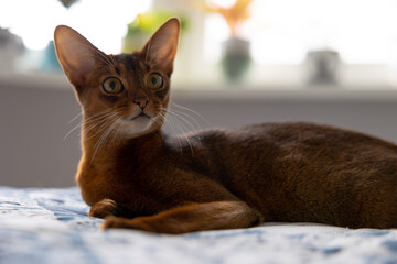 Fototapeta na wymiar Abyssinian cat lies on the bed and looks with interest. Portrait of a purebred Abyssinian young cat