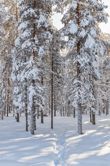 Beautiful winter forest, fir trees covered with snow. Ounasvaara, Rovaniemi, Finland