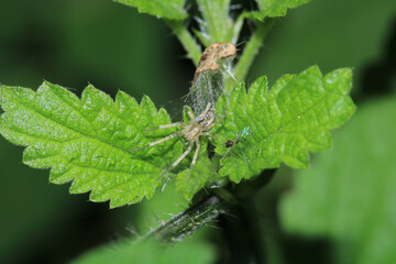 agelena labyrinthica spider macro photo