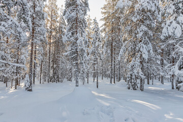 Beautiful winter forest, fir trees covered with snow. Ounasvaara, Rovaniemi, Finland