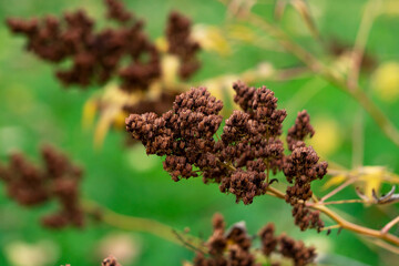 Wild flowering plant in the autumn park closeup. Withered dry shrub in the garden