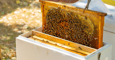 The beekeeper extracts honey from bee hives, holds the honeycomb in his hands, assessing the state...