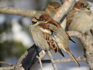 red backed shrike