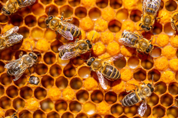 Bee larvae in cells, population reproduction. Beautiful honeycombs with bees close-up. A swarm of bees crawls through the honeycombs, collecting honey. Beekeeping, healthy food.