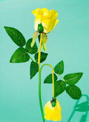 Yellow rose on pastel background. Green leaves and shadow. Interesting conceptual setting.