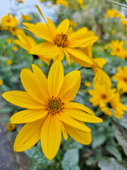 fiori sul lago d'iseo