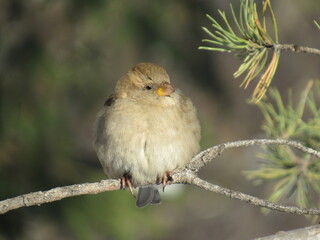 robin on a branch