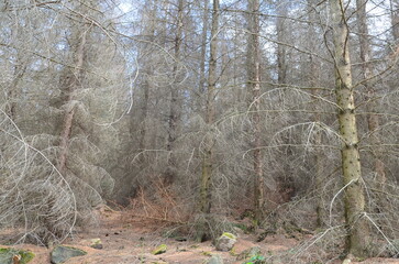 ecological destruction at Harz low mountain range