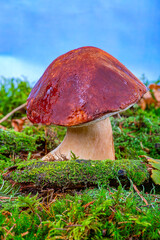 Bolétus edúlis. Boletus in the forest. White mushroom in green moss close-up